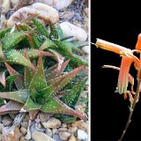 Aloe jucunda (Somalia)